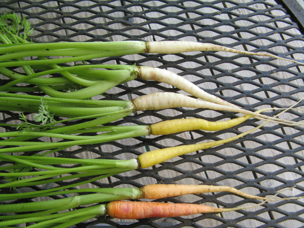 Future_carrot_varieties