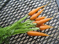 Carrots_-_little_fingers