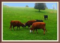 Highlands_allens_pasture_cropped_painted_sky_picture_frame_3_12.jpg.gif