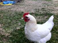 Chickens_and_misc_058